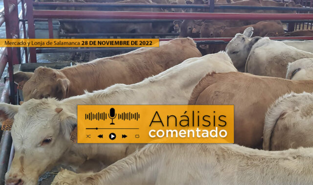 Terneros en mercado de Salamanca 28 noviembre 2022