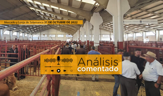 Tratantes y terneros mercado salamanca 31 octubre 2022