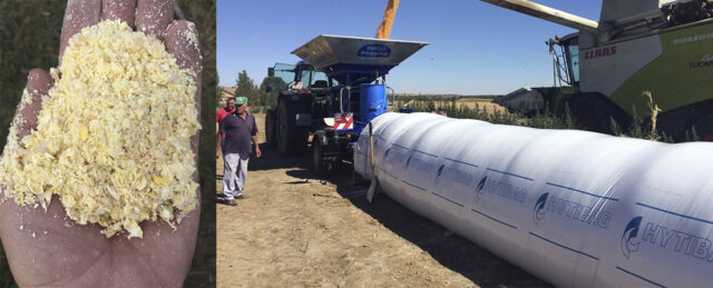 Maíz pastone y máquina de almacenarlo