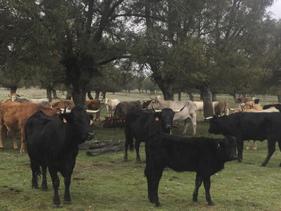 Vacas y terneros de carne pastando en la dehesa de Salamanca
