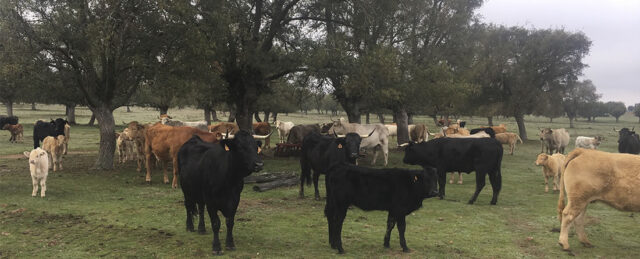Vacas y terneros de carne pastando en la dehesa de Salamanca