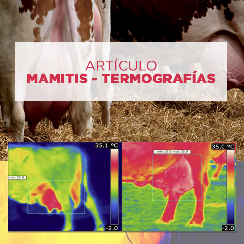 Termografía para mamitis vacas lecheras