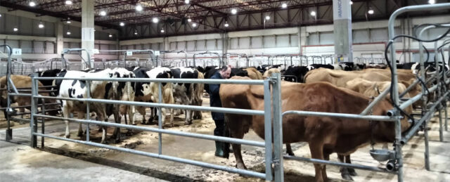 Vacas y terneros en Central Agropecuaria de Galicia ABANCA