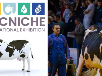 Exhibición de vaca frisona en el Dairy Show Cremona