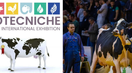 Exhibición de vaca frisona en el Dairy Show Cremona