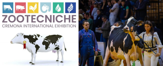 Exhibición de vaca frisona en el Dairy Show Cremona