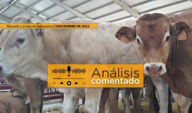 Terneros en lonja de Salamanca 12 diciembre 2022