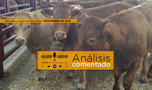 Terneros en el mercado de Salamanca 19 diciembre 2022