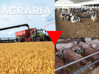 Vacas de leche con vacas de carne y tractor con cosechadora