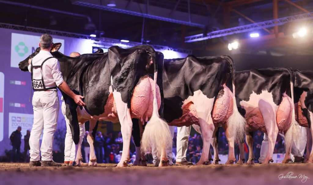 Concurso vacas frisona International Dairy Show 2022 en Cremona