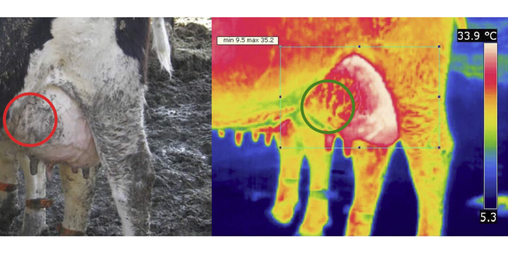 Termografía en ubre de vaca lechera Frisona
