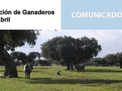 Vacas en dehesa salmantina