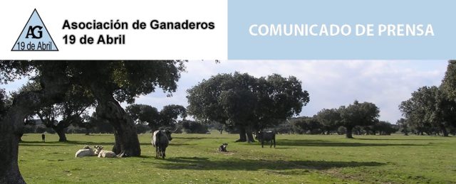 Vacas en dehesa salmantina