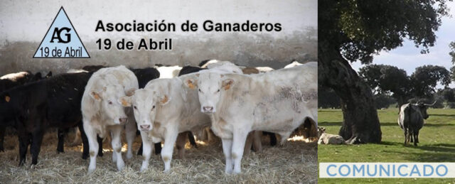 Terneros en cebadero y en campo charro