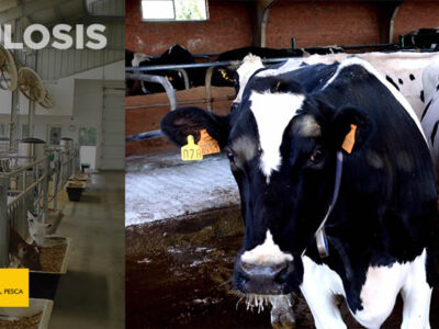 Vacas frisona y terneros