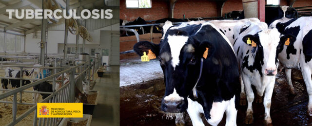 Vacas frisona y terneros