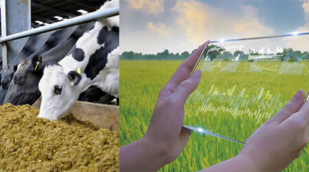 Vacas lecheras comiendo y tablet en el campo agrícola