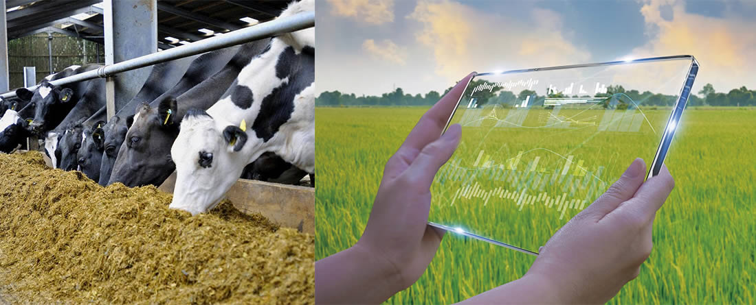 Vacas lecheras comiendo y tablet en el campo agrícola