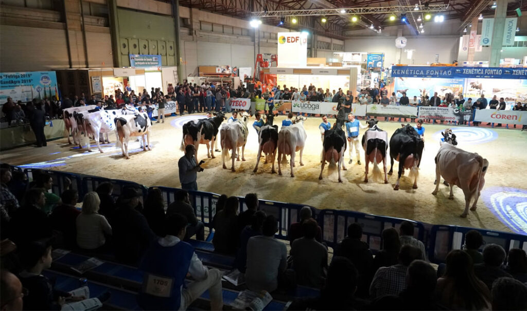 Vacas Frisona en concursos Gandagro