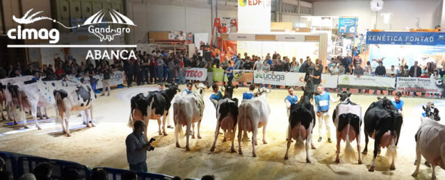 Vacas Frisona en concursos Gandagro