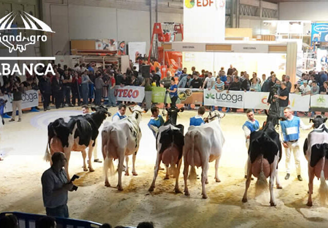 Vacas Frisona en concursos Gandagro