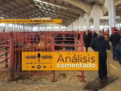 Ganaderos y terneros en mercado Salamanca 30 Enero 2023
