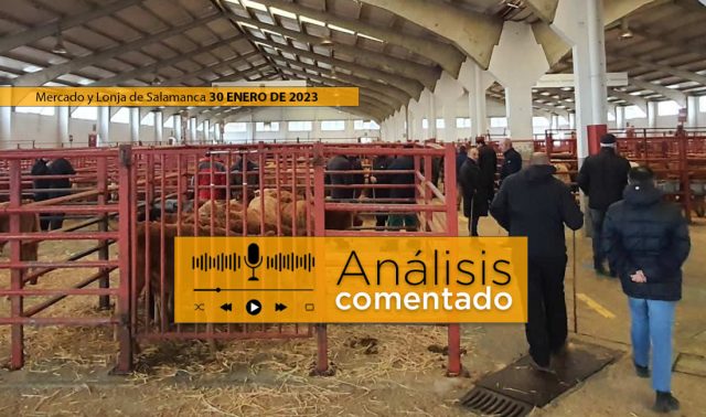 Ganaderos y terneros en mercado Salamanca 30 Enero 2023