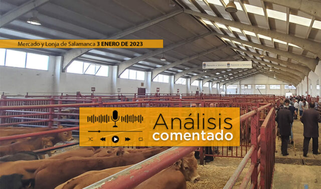 Tratantes en el mercado de ganado de Salamanca 3 enero 2023
