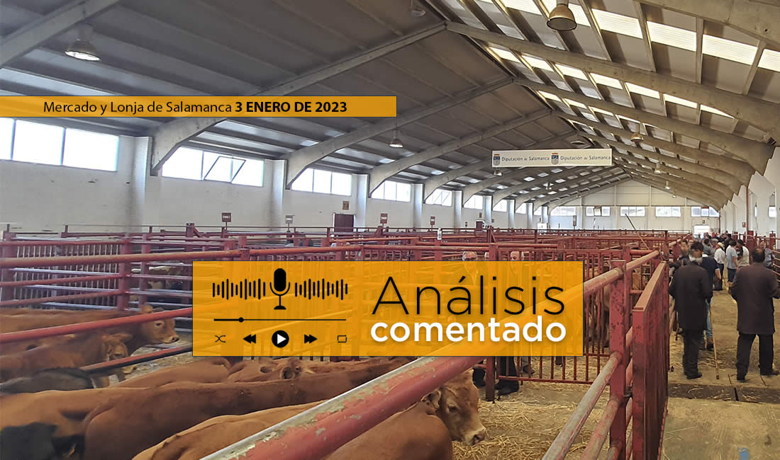 Análisis de la lonja de Salamanca 3 de enero - Vacuno de élite | Pasión