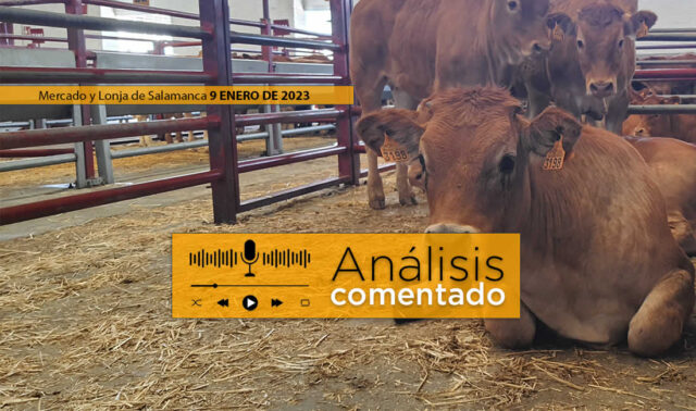 Terneros en el mercado de Salamanca 9 enero 2023