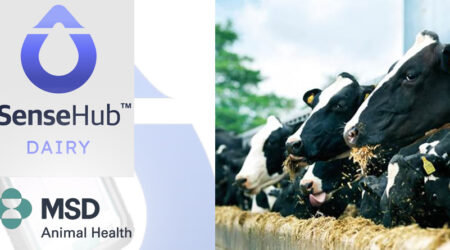 Vacas lecheras con logotipos de MSD y Sense Hub Dairy