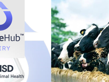 Vacas lecheras con logotipos de MSD y Sense Hub Dairy
