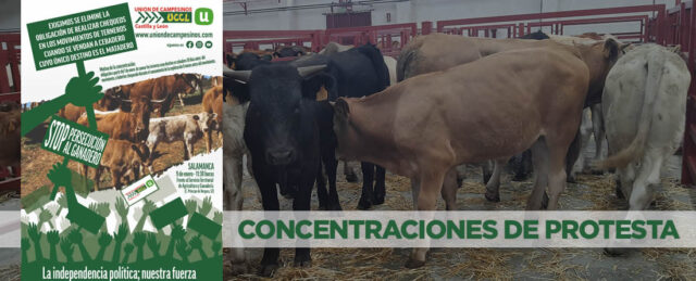 Cartel UCCL y terneros para carne