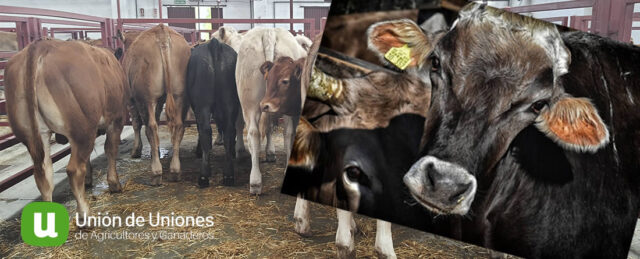 Terneros de carne para cebadero