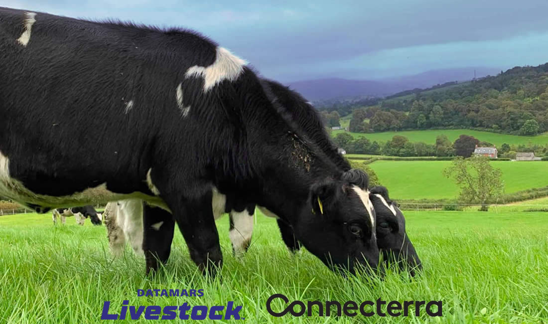 Vaca lechera con logotipos Datamars y Connecterra