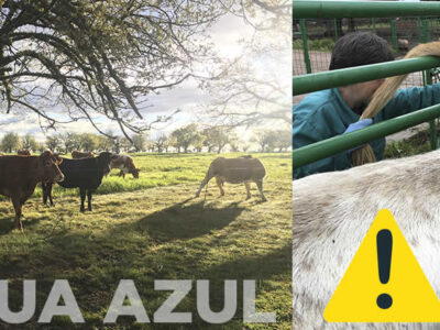 Vacas y terneros en el campo con veterinaria