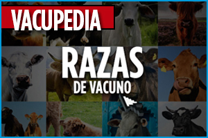 Banner Vacupedia Razas de Vacuno