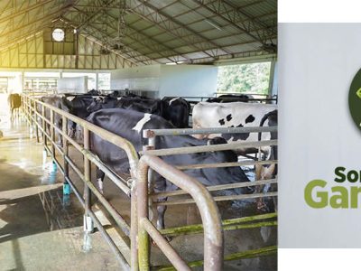 Vacas Frisona de leche en sala de espera al ordeño