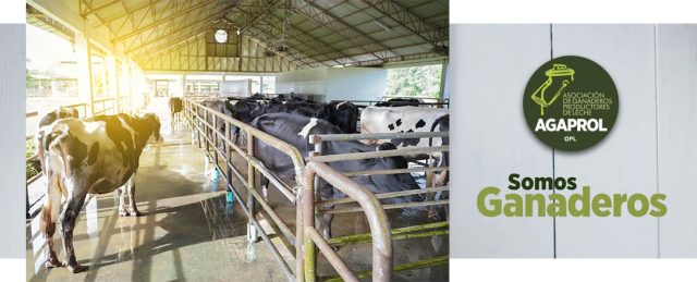 Vacas Frisona de leche en sala de espera al ordeño