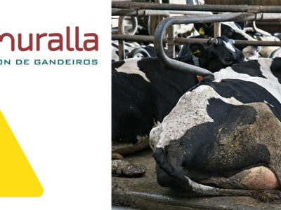 Vacas frisonas de leche tumbadas