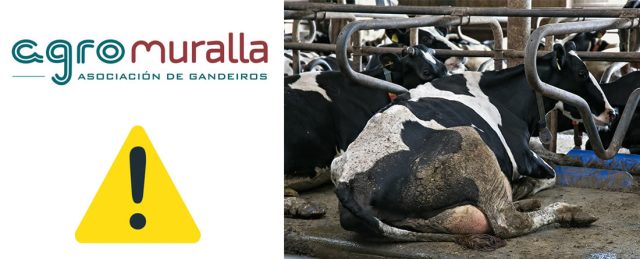 Vacas frisonas de leche tumbadas