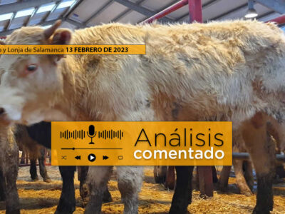 Terneros en mercado de Salamanca 13 febrero 2023