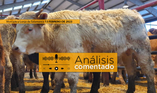 Terneros en mercado de Salamanca 13 febrero 2023