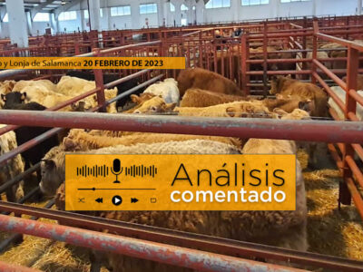 Terneros en el mercado de Salamanca