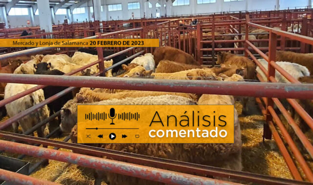 Terneros en el mercado de Salamanca