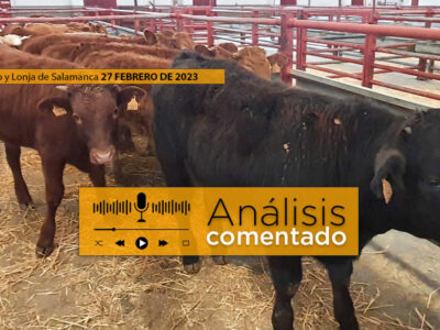 Terneros en mercado Salamanca 27 febrero 2023