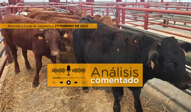 Terneros en mercado Salamanca 27 febrero 2023