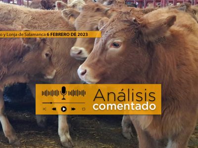 Ternero Limusín en mercado de Salamanca