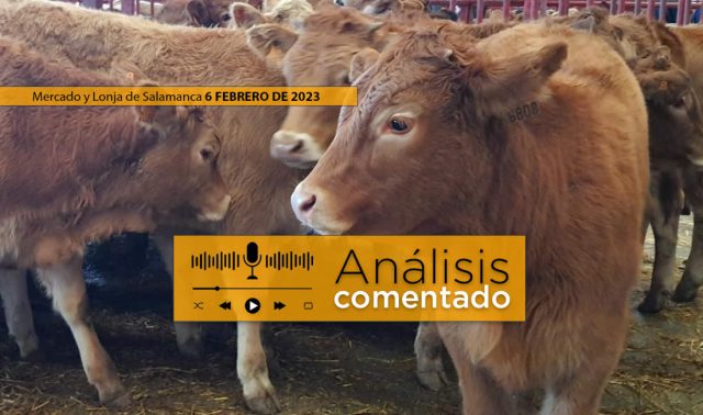 Ternero Limusín en mercado de Salamanca