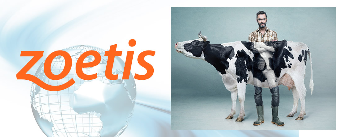 Logotipo Zoetis y ganadero con vaca frisona